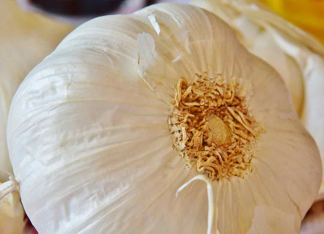 cara membuat pestisida alami dari bawang