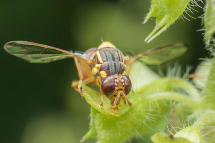 Bactrocera sp - Hama Lalat Buah Pada Tanaman Hortikultura