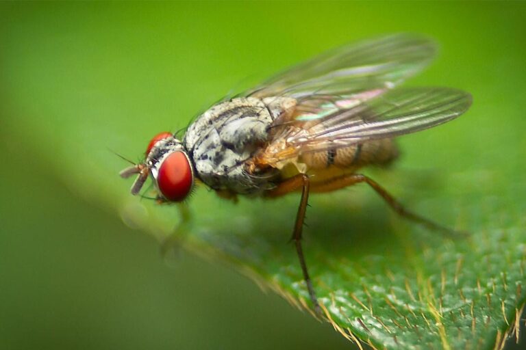 A little fly. Муха домашняя. Мухи пыльца. Восточная Фруктовая Муха.
