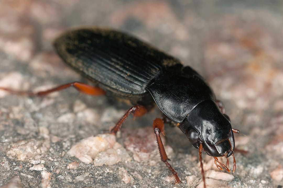 Kumbang tanah (Carabidae)