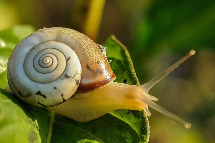Siput : Hama Berlendir Perusak Tanaman