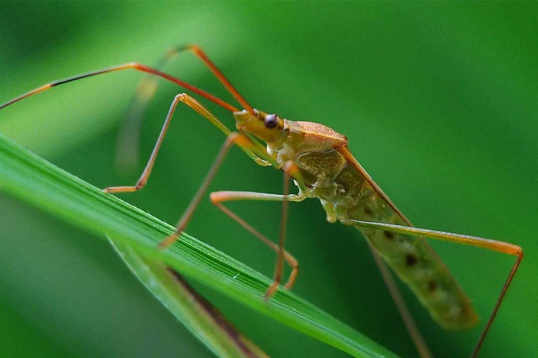 Walang Sangit : Hama Tanaman dengan Bau yang Khas