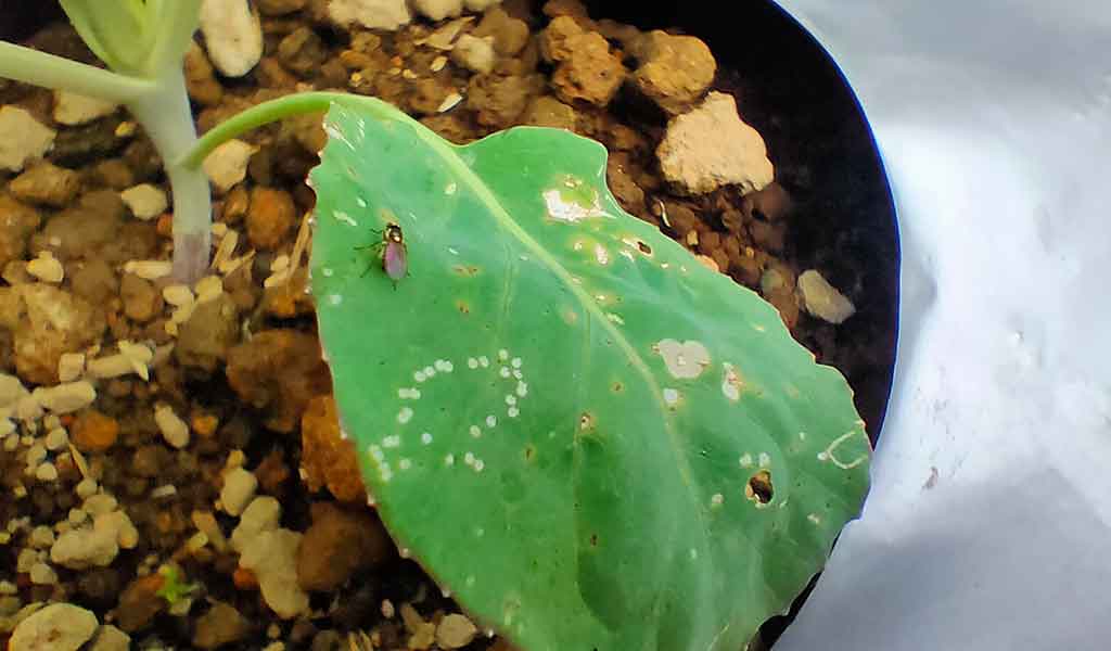 Gejala Lalat Penggorok Daun Liriomyza Sp