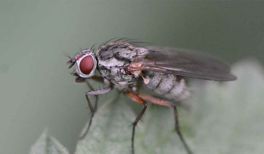 lalat Coenosia humilis