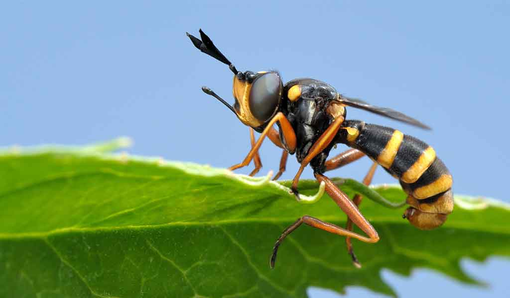 Lalat Penggorok Daun