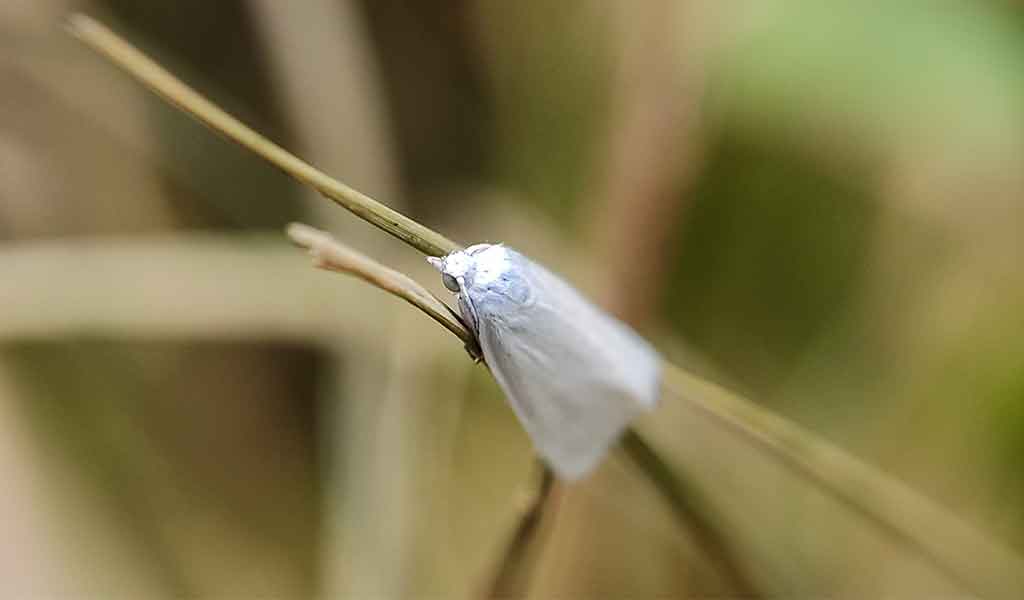 Sundep dan Beluk - Hama Tanaman Padi Fase Vegetatif dan Generatif