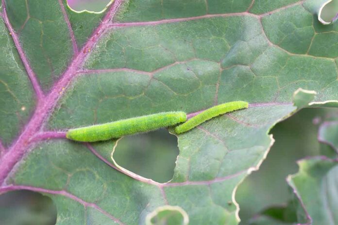 Ulat Daun Kubis Plutella Xylostella