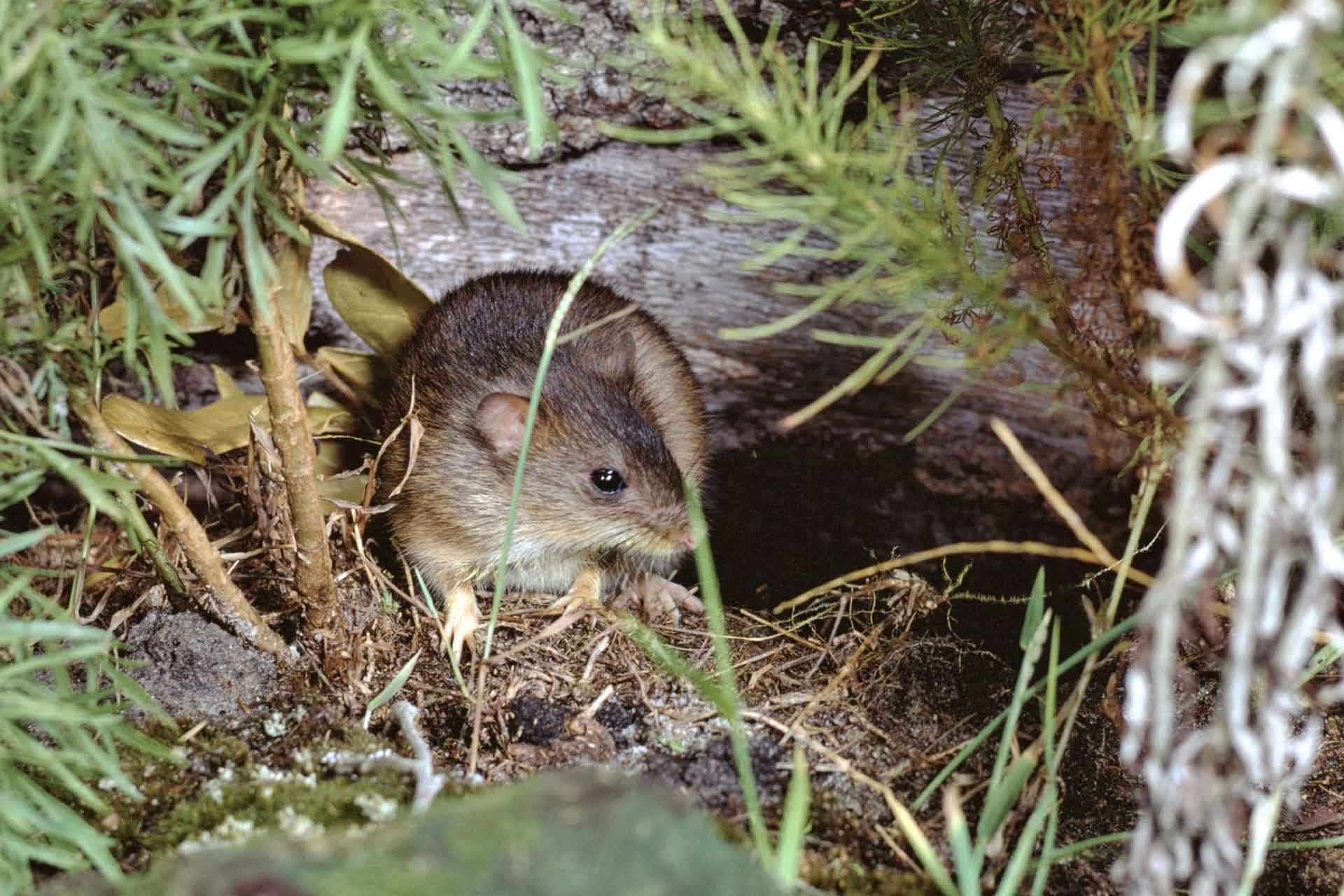 Tikus Sawah : Hewan Pengerat Perusak Tanaman