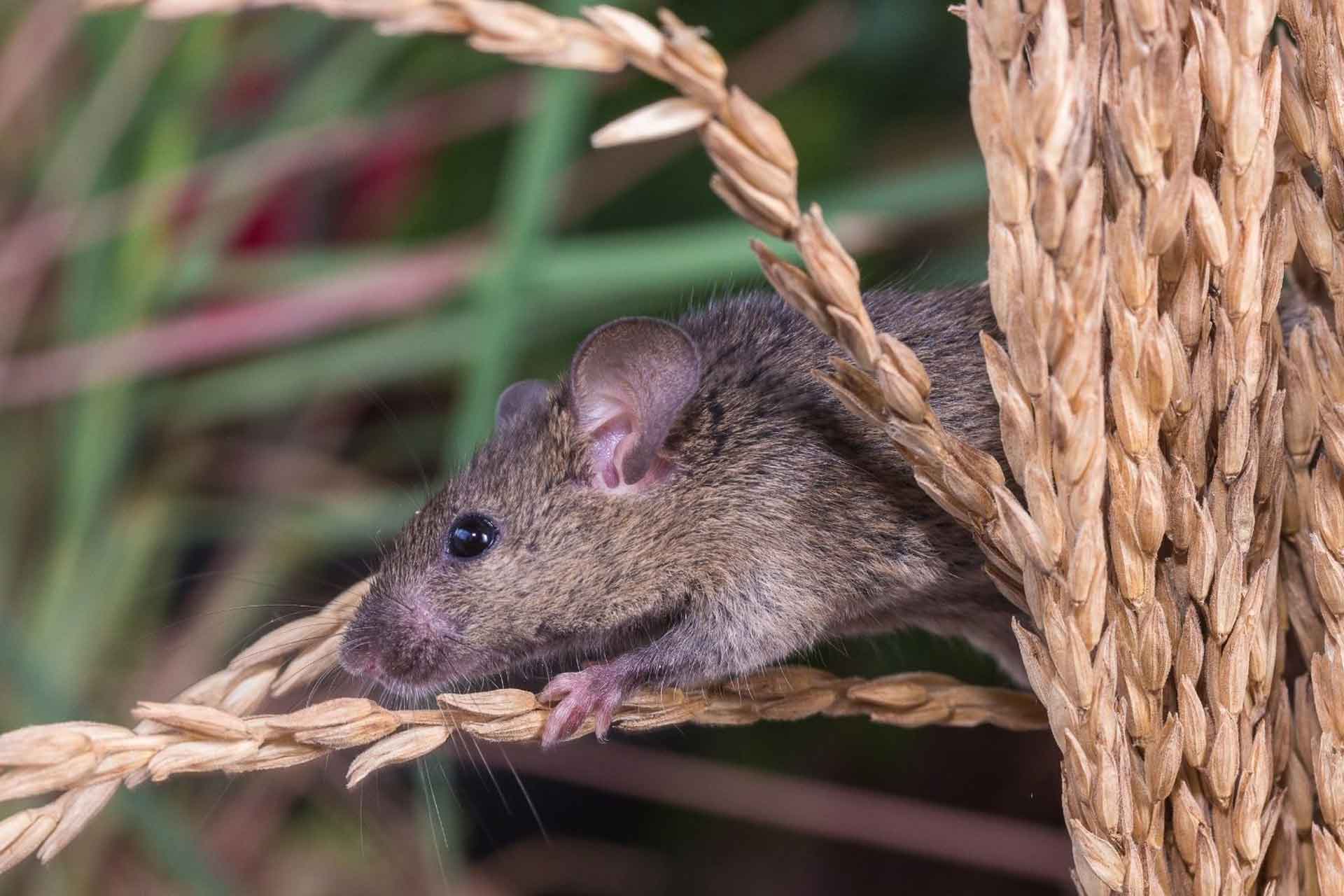 Tikus Sawah : Hewan Pengerat Perusak Tanaman