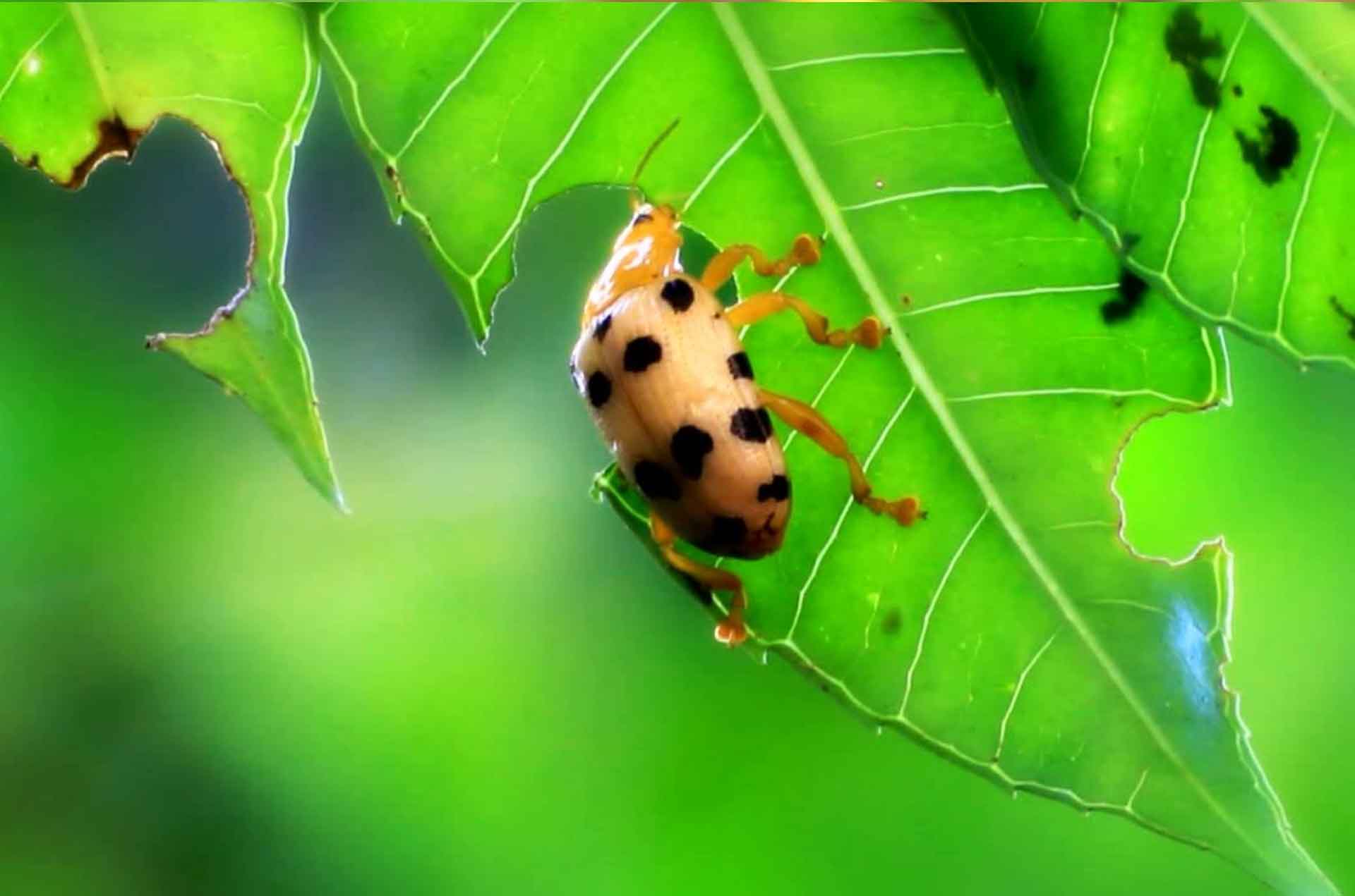 Kumbang : Hama Bersayap Pada Berbagai Jenis Tanaman