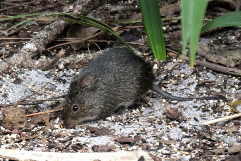 Tikus Sawah : Hewan Pengerat Perusak Tanaman