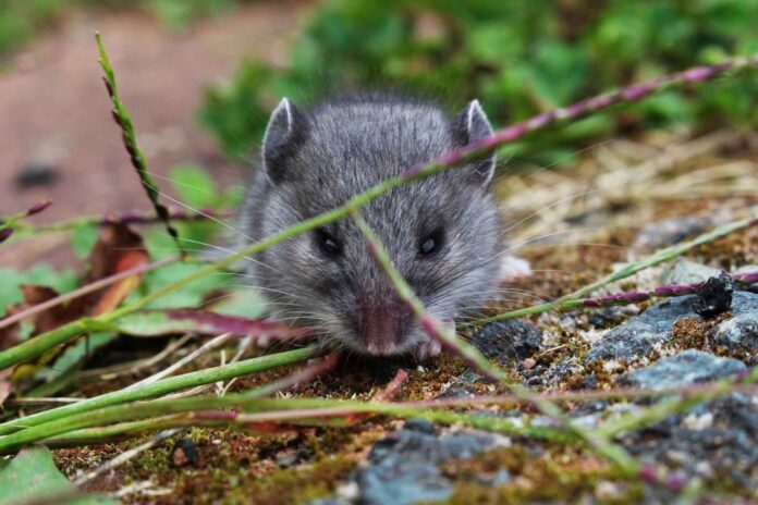 Tikus Sawah : Hewan Pengerat Perusak Tanaman