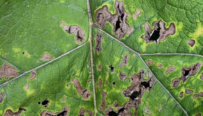 Bercak Kering Atau Bercak Coklat Alternaria
