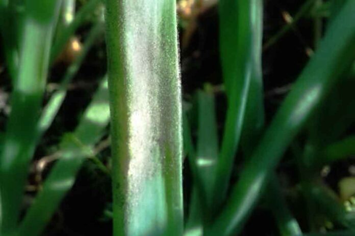 Penyakit Embun Bulu : Penyakit yang disebabkan Jamur Peronospora