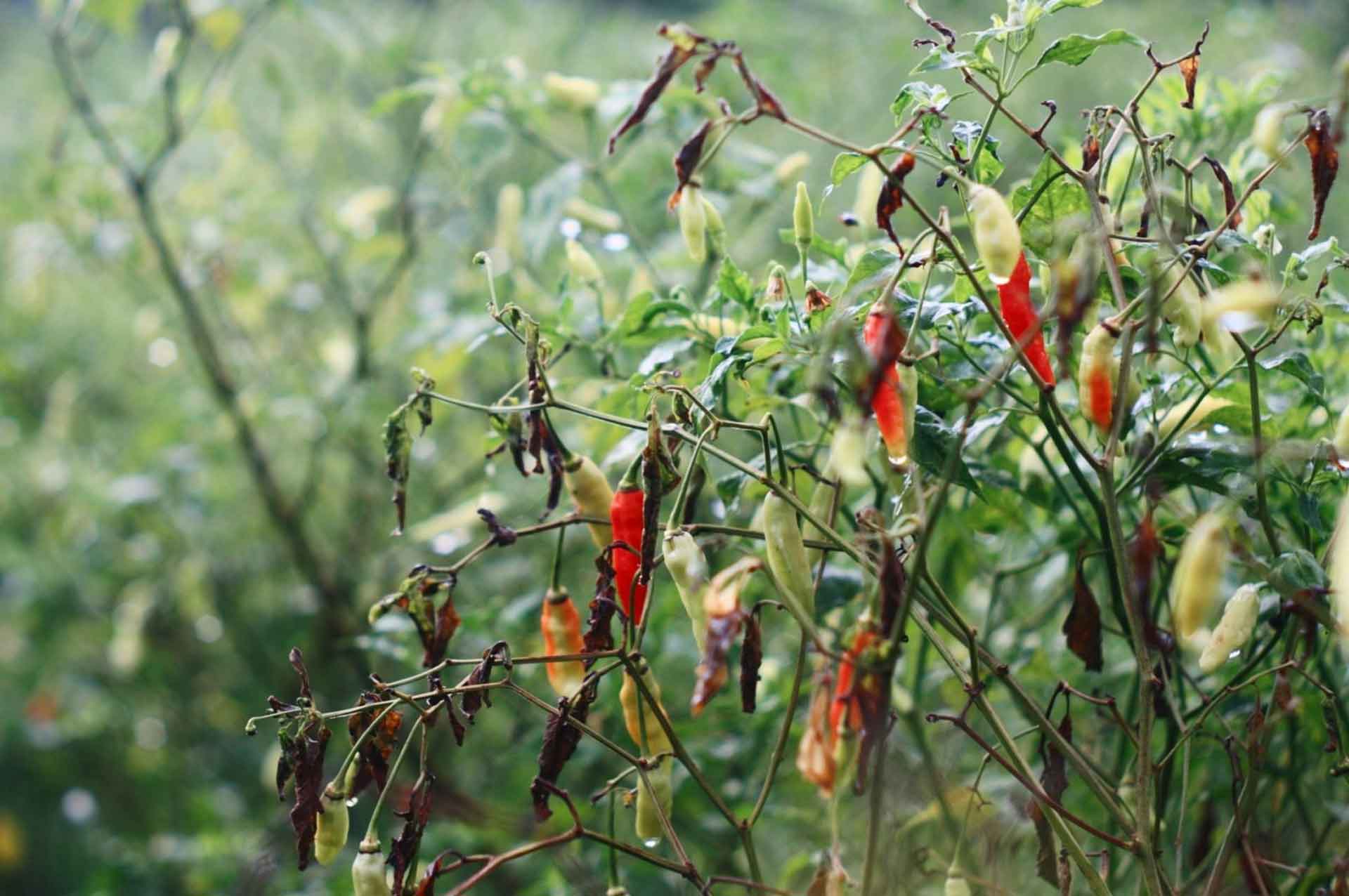 Busuk Batang : Penyakit yang disebabkan oleh Jamur Phytopthora
