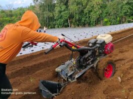 cara pengolahan lahan tanah untuk tanaman cabai