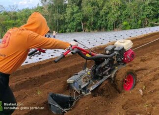 cara pengolahan lahan tanah untuk tanaman cabai
