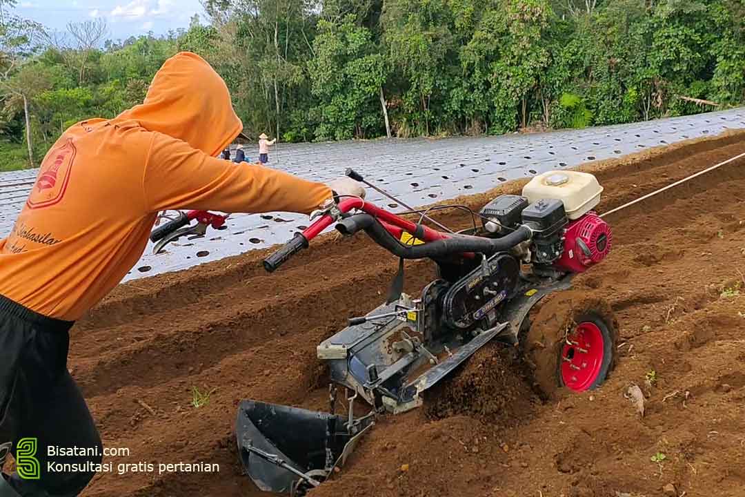 cara pengolahan lahan tanah untuk tanaman cabai