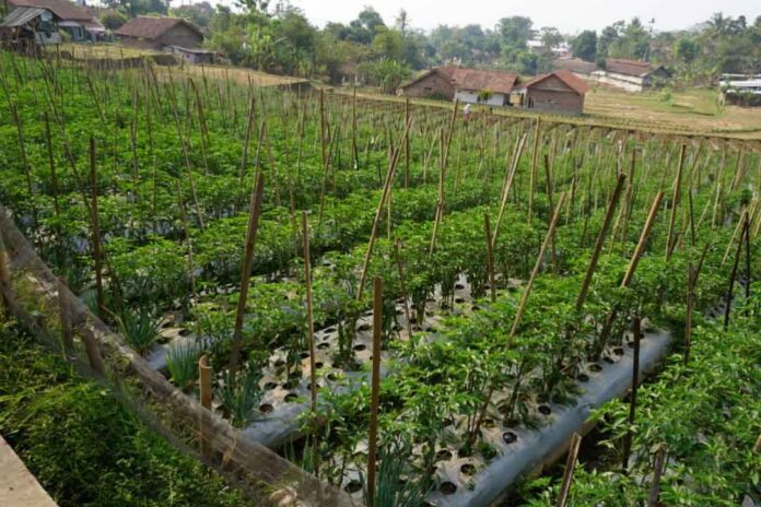 menanam lebih dari satu