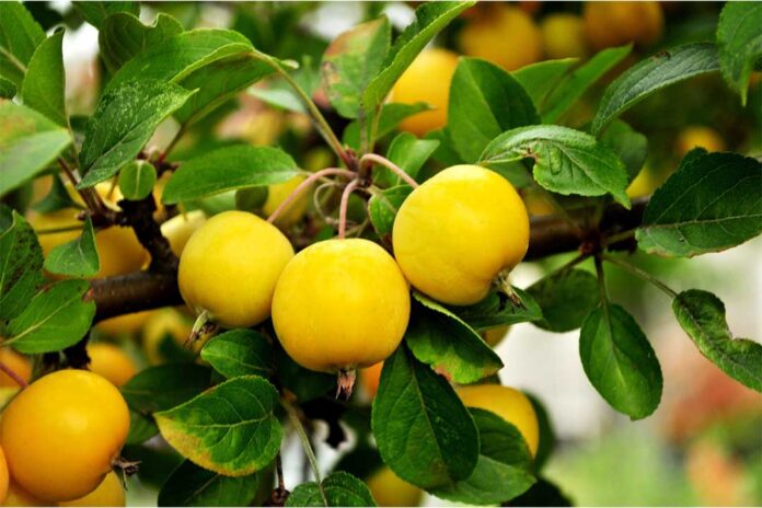 cara memperbanyak bunga dan buah tanaman