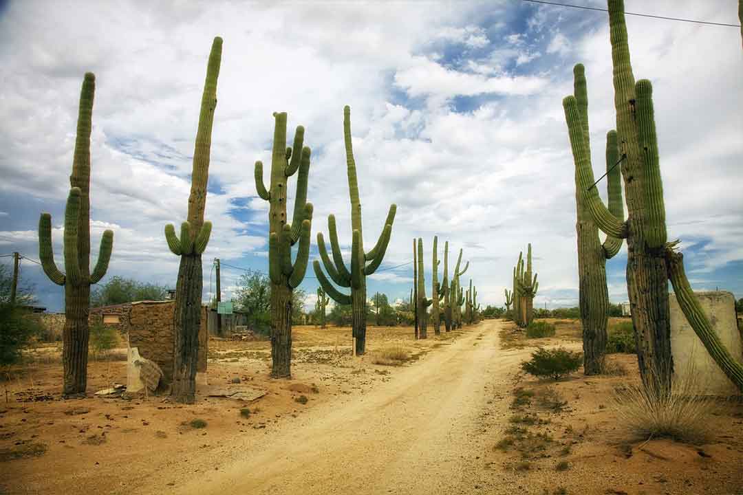kaktus di gurun