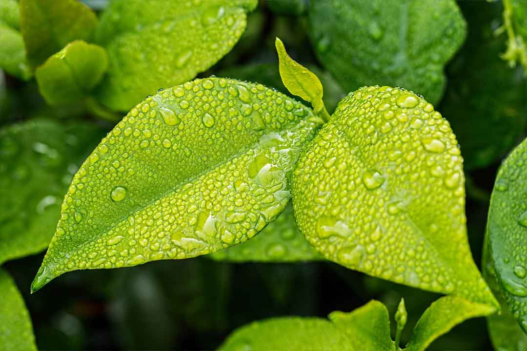 manfaat air bagi tumbuhan
